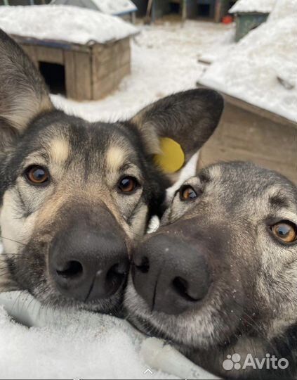 Собачки-сестрички в приюте