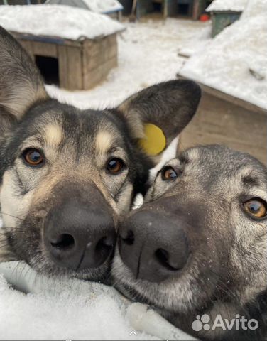 Собачки-сестрички в приюте
