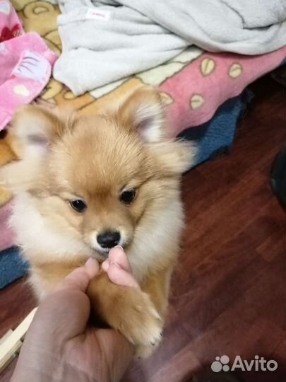 Щенки шпица