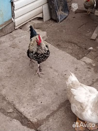 Молодые петушки