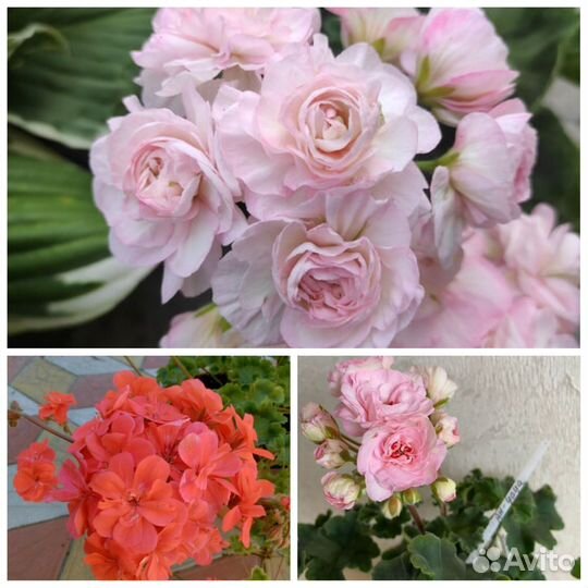 Пеларгония герань