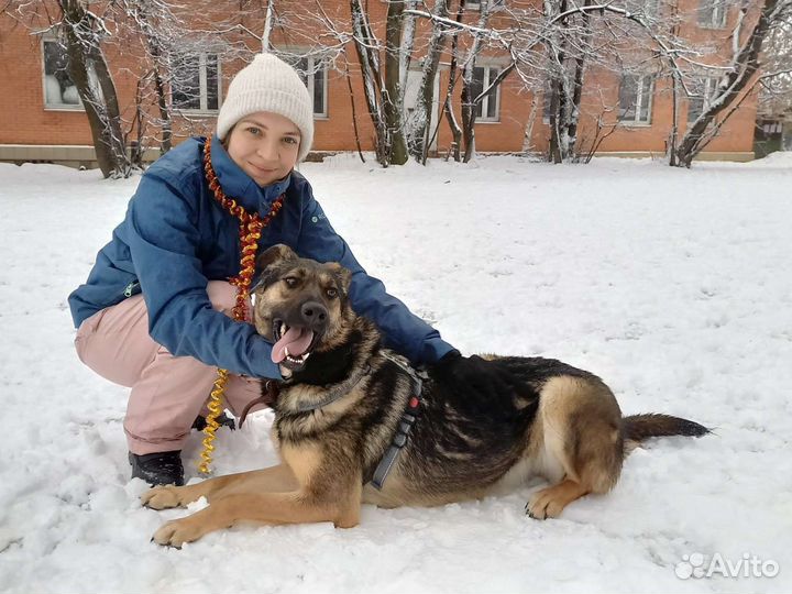 Собака из приюта в добрые руки