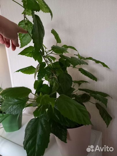 Комнатные цветы