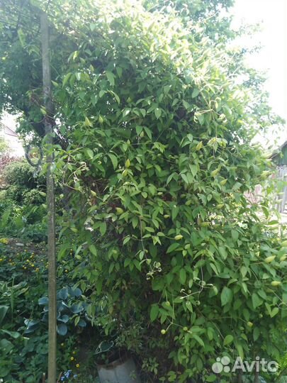 Клематис белый