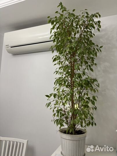 Фикус бенджамина