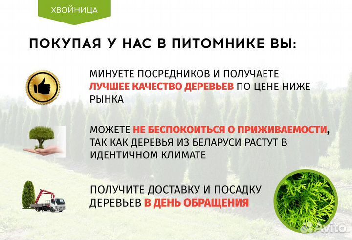 Туя Брабант 1,5 м