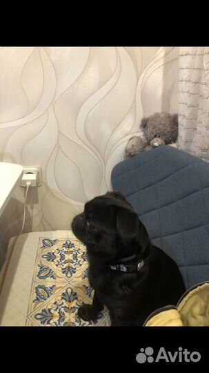 Модель для рекламы, фотосессии пти брабансон