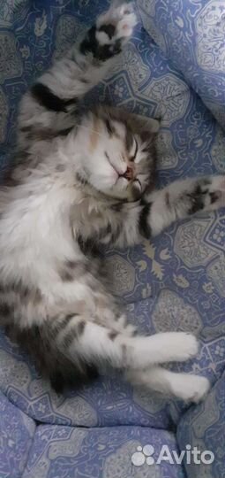 Курильский бобтейл