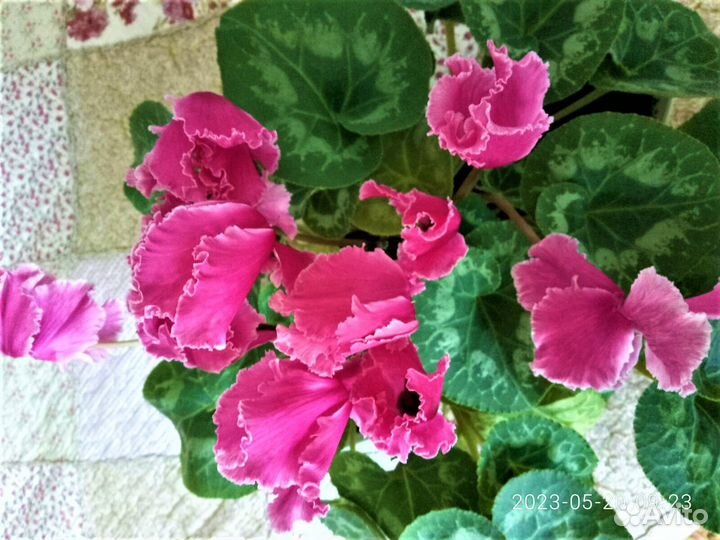 Цветущие сейчас цикламен и другие цветы