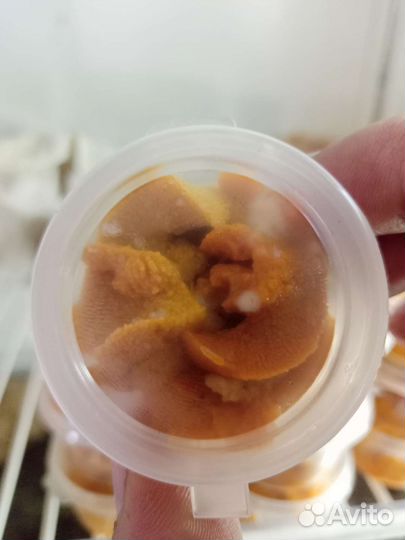 Икра морского ежа