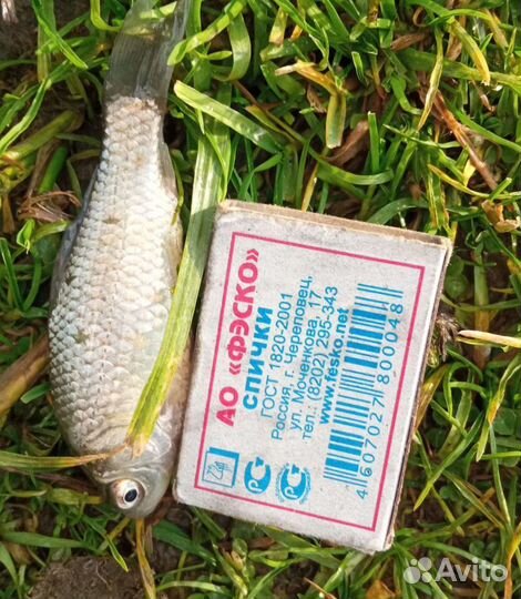 Живец Карась Плотва