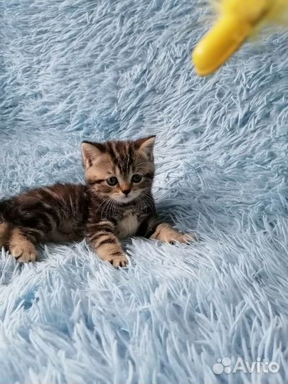 Британская кошка