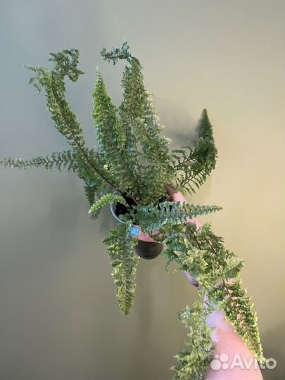 Папоротник нефролепис микс