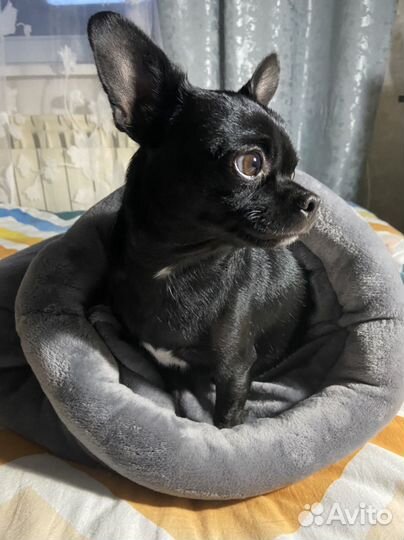 Лежанка 50х60 -Гнездо для питомцев