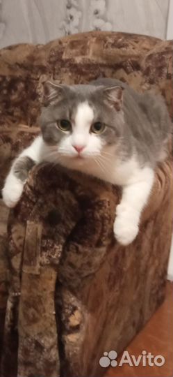Вислоухий кот