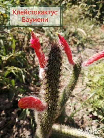 Кактусы красавцы