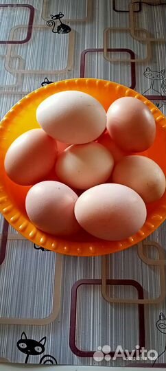 Инкубационное яйцо индюшки, голубое яйцо