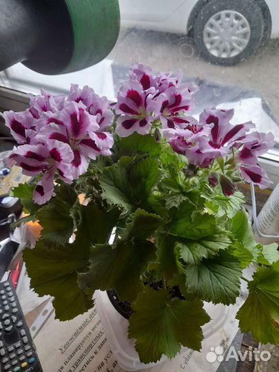 Пеларгония герань сортовая