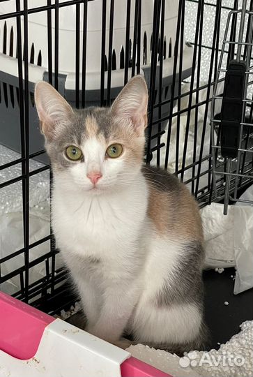 Белочка ищет дом