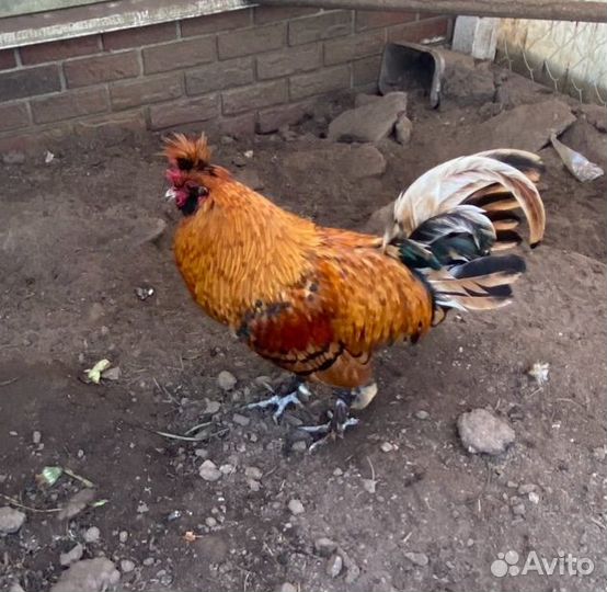 Петух Павловский золотой