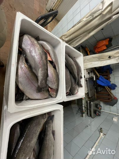 Форель - Карелия опт