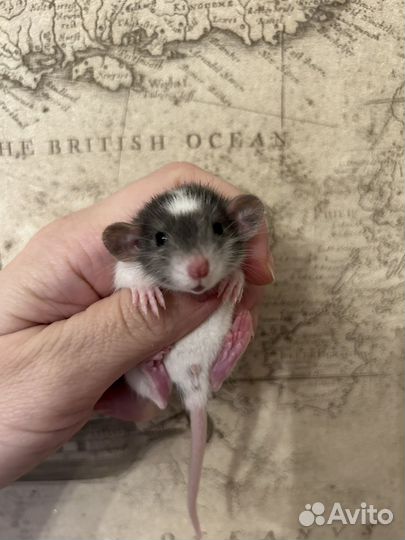 Крысята Дамбо малыши.Доставка.клетки