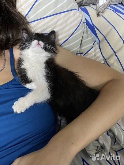 Котенок девочка