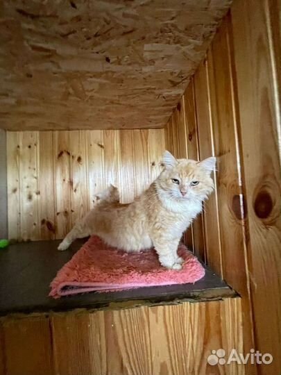 Рыжий котище ищет дом