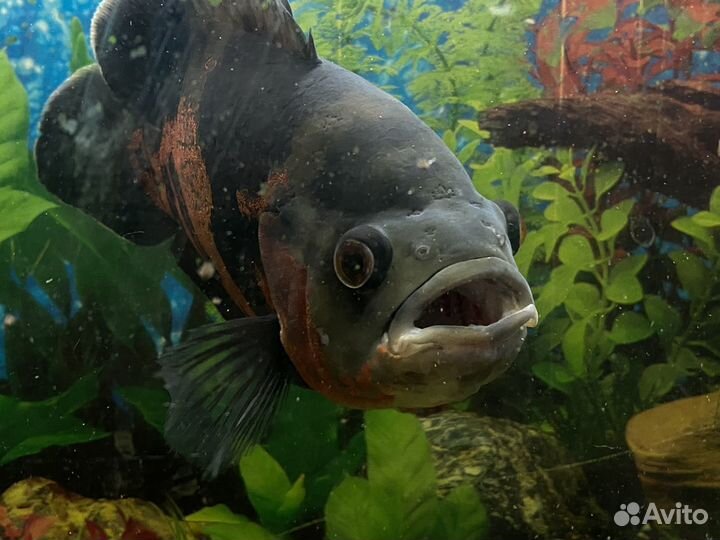 Астронотус (Astronotus ocellatus)