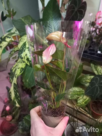 Антуриум matata