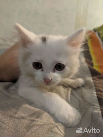 Отдам в хорошие руки бесплатно