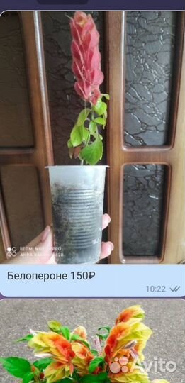 Комнатные цветы росточки