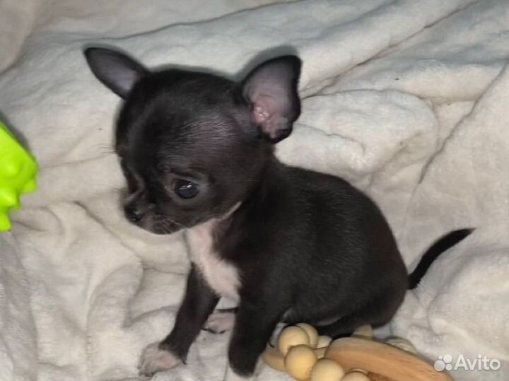 Чихуахуа мини