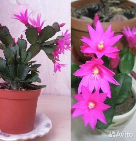 Рипсалидопсис укоренённые черенки