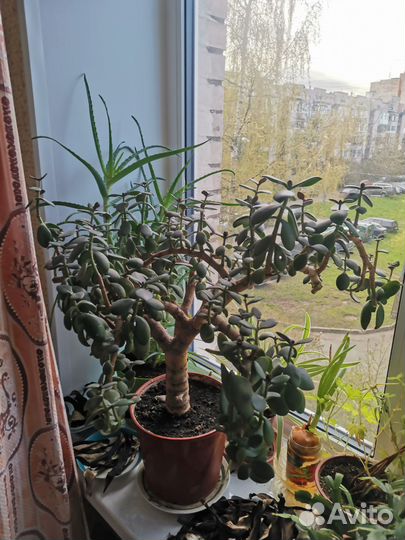 Денежное дерево, крассула, толстянка