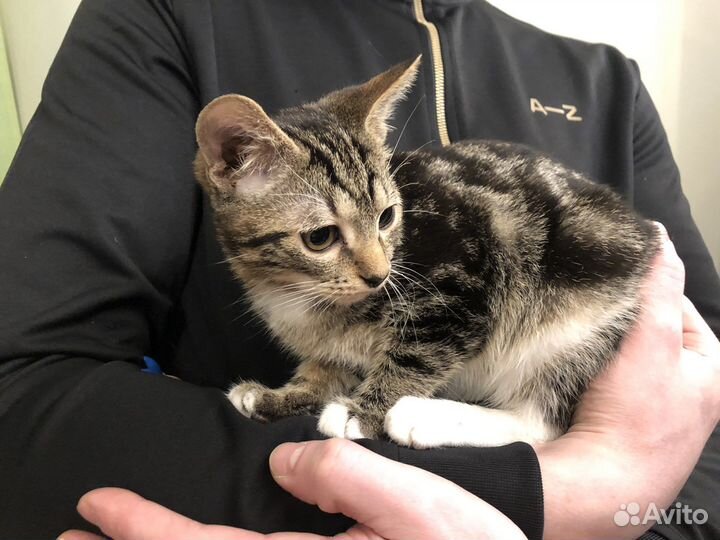 Два мальчика в добрые руки