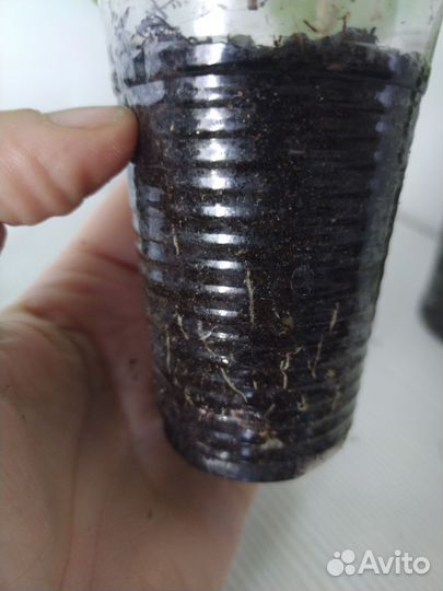 Гибискус китайская роза