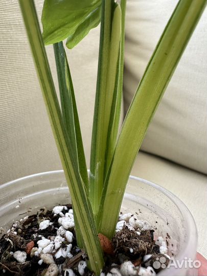 Сингониум яичница