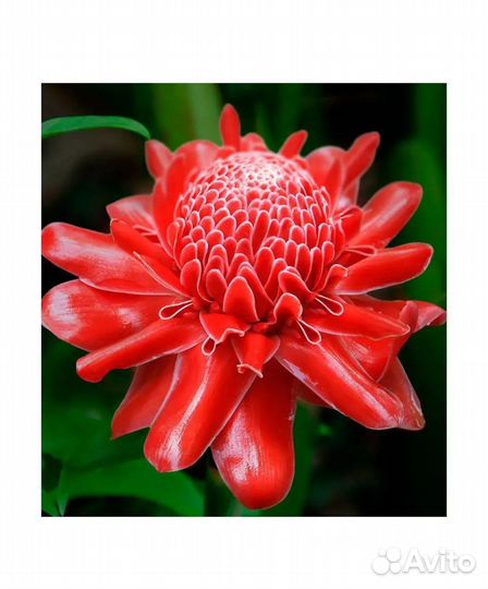 Yodeyma temis Вода парфюмерная 50 мл