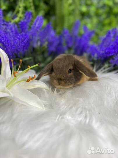 Мини кролики ручные
