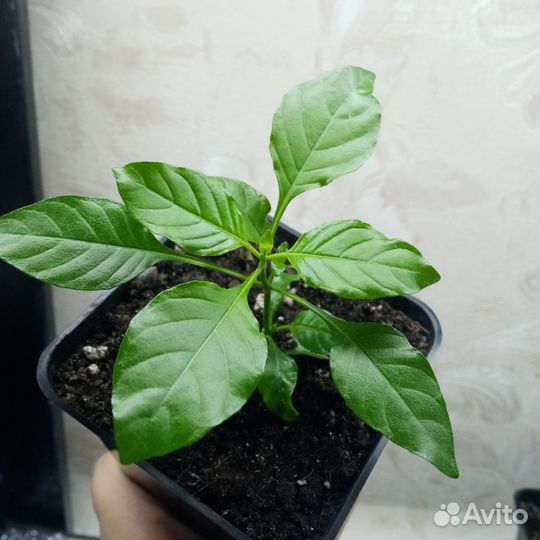 Кроссандра