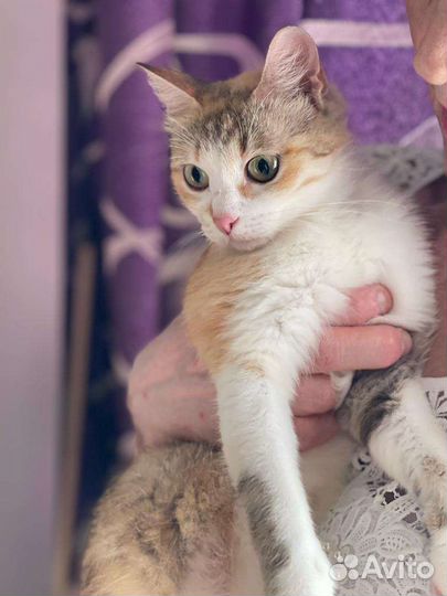 Кошка в добрые руки