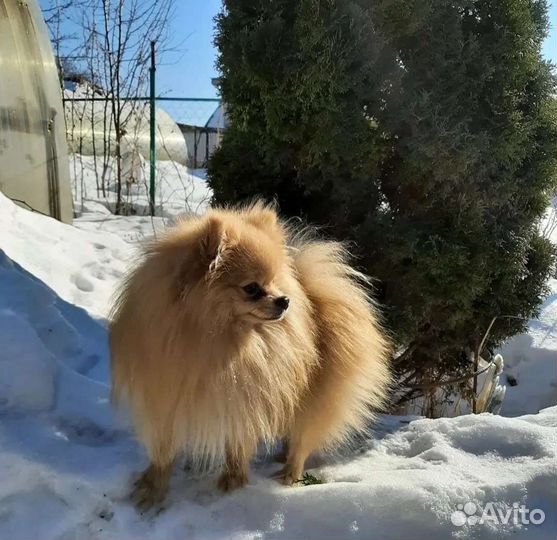 Немецкий шпиц вязка