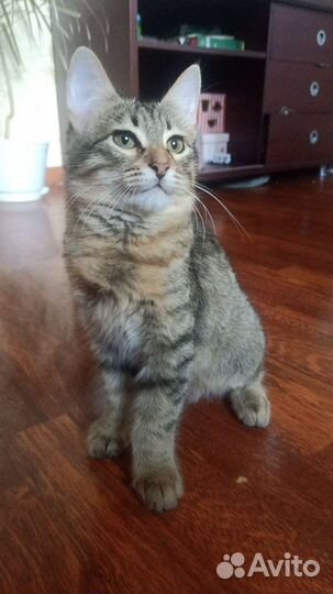 Ласковый котик