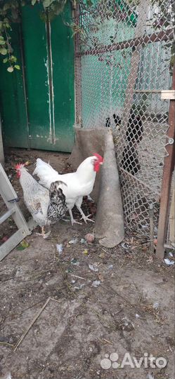 Куры петухи