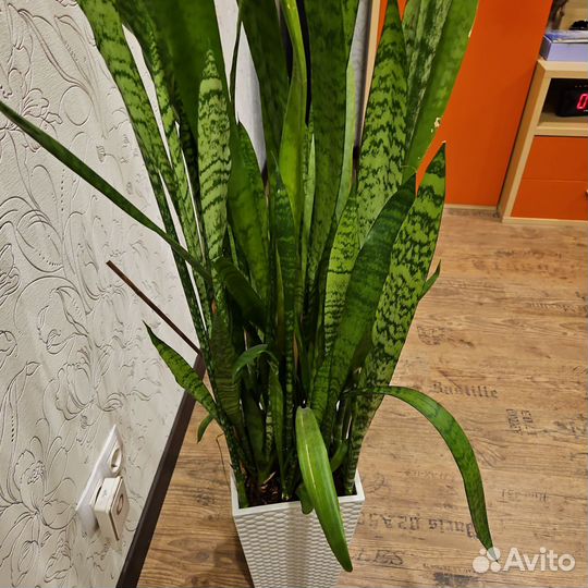 Комнатные цветы