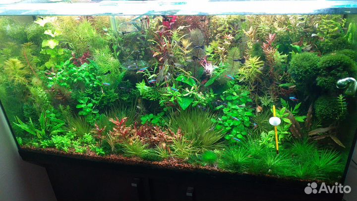 Аквариумные растения, водоросли, креветки
