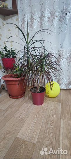 Пальма драцена