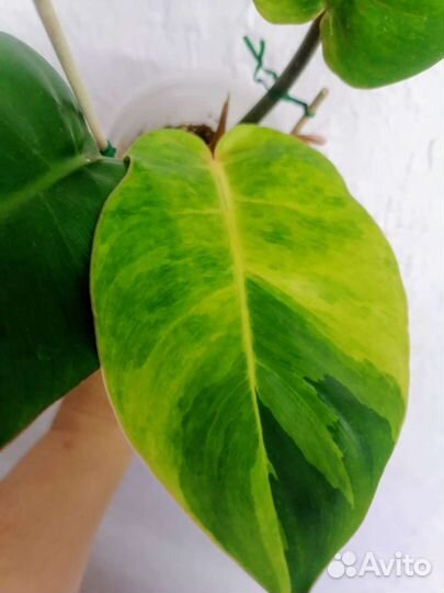Филодендрон Серратум гибрид сплеш вар