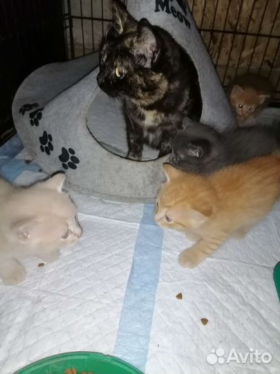 Котята ищут дом